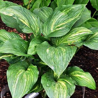 Саженцы Хоста Stargate (Старгейт) L