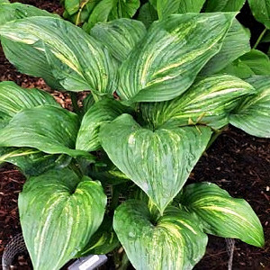 Саженцы Хоста Stargate (Старгейт) L