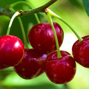 Саженцы Вишня Прима