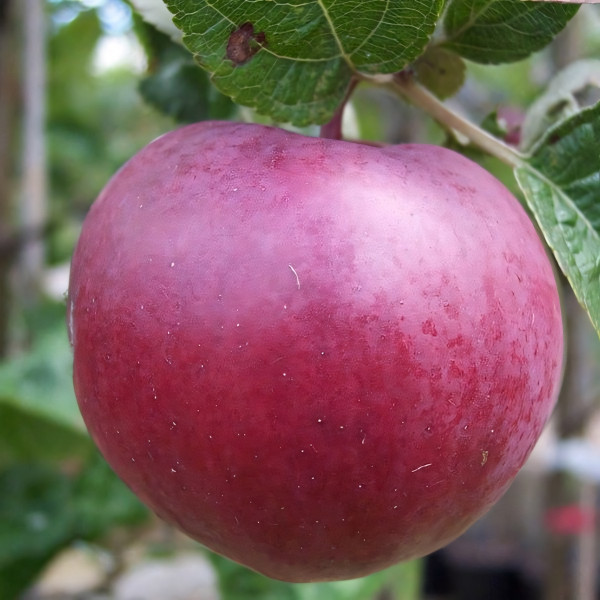 Саженцы Яблоня Спартан