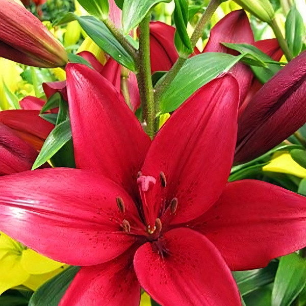 Луковицы  Лилия Euphrates (3шт.)