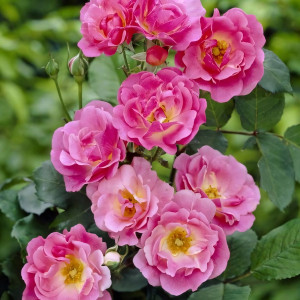 Саженцы Роза плетистая Вильям Баффин