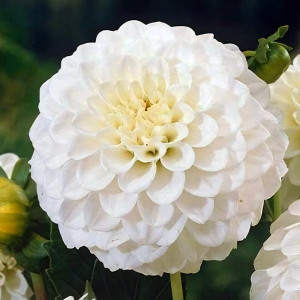 Саженцы Георгина помпонная Petra's Wedding (Петраз Веддинг)