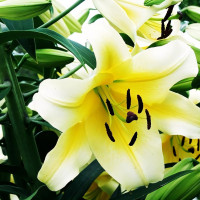 Луковицы Саженцы Лилия ОТ гибрид Conca D'or (Конка Д'ор) (3шт.)