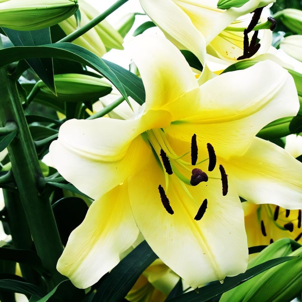 Луковицы Саженцы Лилия ОТ гибрид Conca D'or (Конка Д'ор) (3шт.)