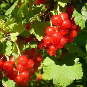 Саженцы Смородина красная Щедрая