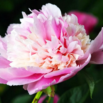 Саженцы Пион Whopper (Уоппер)