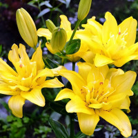 Луковицы  Лилия азиатская Sundew (Сандью) (3шт.)