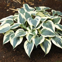 Саженцы Хоста Firn Line (Фирн Лайн) М