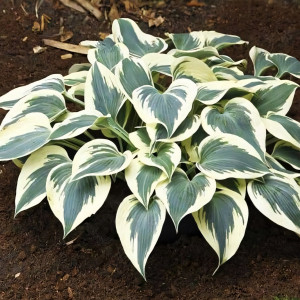 Саженцы Хоста Firn Line (Фирн Лайн) М