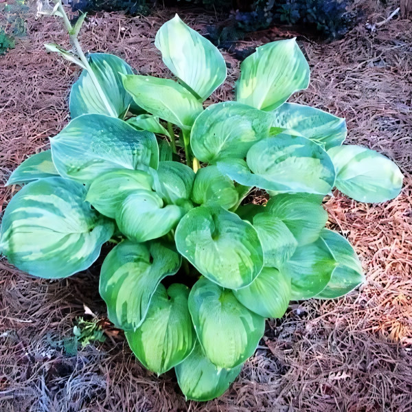 Саженцы Хоста Robin Hood (Робин Худ) L