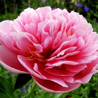 Саженцы Пион Etched Salmon (Этчет Салмон)