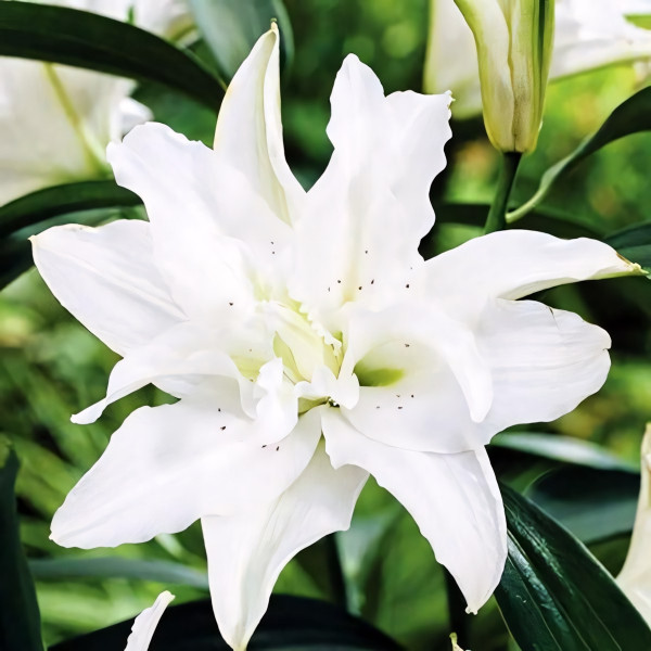 Луковицы  Лилия восточная Lotus Pure (Лотус Пьюр) (3шт.)