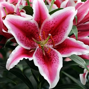  Лилия восточная низкорослая Star Romance (Стар Романс)