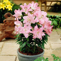 Луковицы  Лилия восточная Farolito (Фаролито) (3шт.)