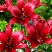 Луковицы  Лилия азиатская Red Highland (Рэд Хайленд) (3шт.)