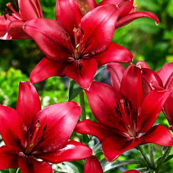 Луковицы  Лилия азиатская Red Highland (Рэд Хайленд) (3шт.)