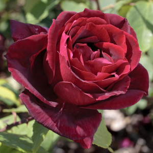 Саженцы Роза чайно-гибридная Папа Мейян