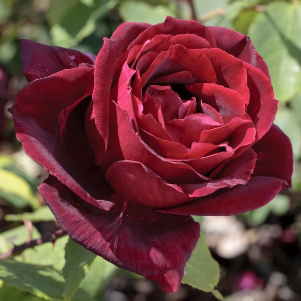 Саженцы Роза чайно-гибридная Папа Мейян