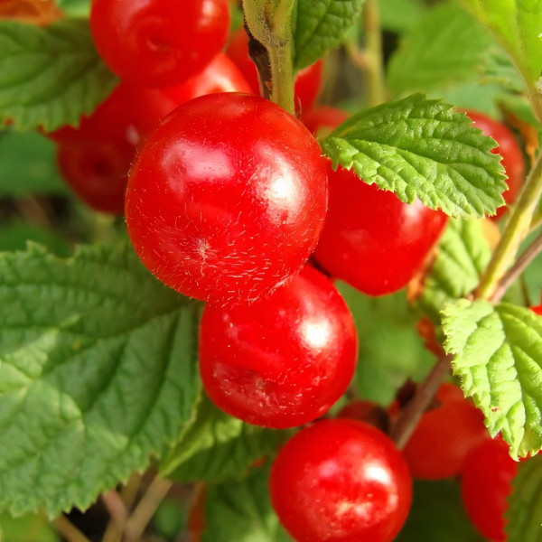 Саженцы Вишня войлочная Царевна