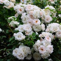 Саженцы Роза спрей Сноу Дэнс