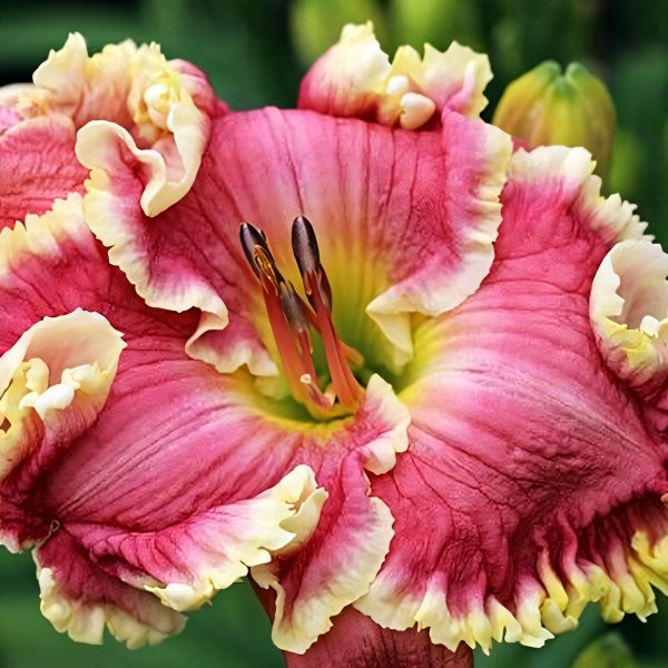 Саженцы Лилейник The Big Picture (Зе Биг Пикча)