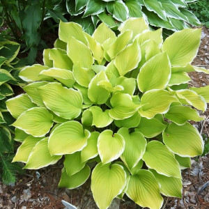 Саженцы Хоста Lakeside Cha Cha (Лэйксайд Ча Ча) М