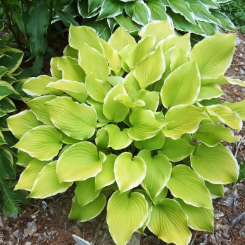 Саженцы Хоста Lakeside Cha Cha (Лэйксайд Ча Ча) М