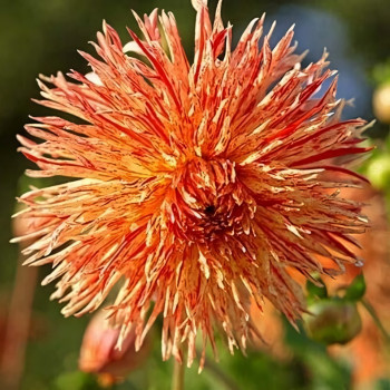 Саженцы Георгина бахромчатая Reijmans Firecracker (Рейманс Файркрэкер)