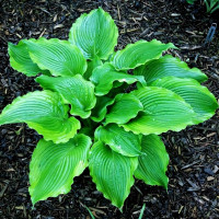 Саженцы Хоста Amercan Icon (Америкен Айкон) L