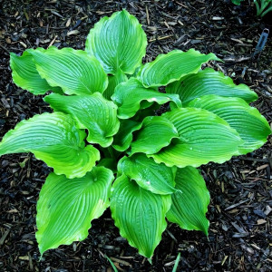 Саженцы Хоста Amercan Icon (Америкен Айкон) L