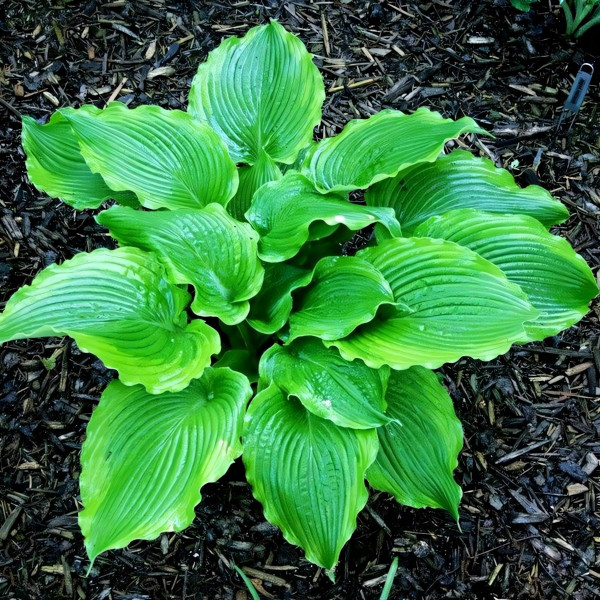 Саженцы Хоста Amercan Icon (Америкен Айкон) L