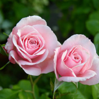 Саженцы Роза флорибунда Секси Рекси