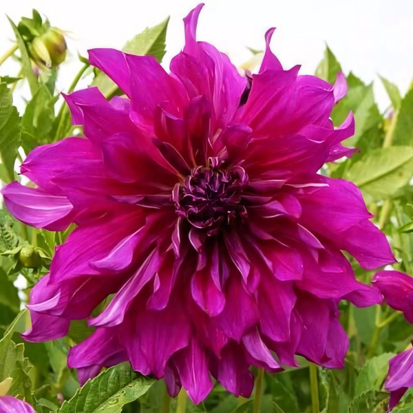 Саженцы Георгина декоративная макси Purple Taiheijo (Пурпл Тайхейо)