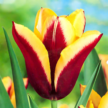 Тюльпан Триумф Гавота (в упаковке - 3шт.)