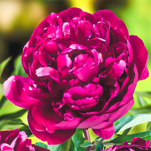 Пион травянистый Питер Бренд