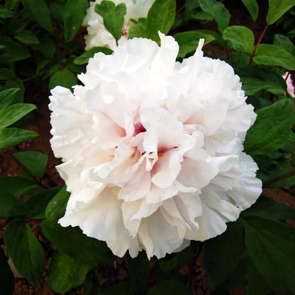 Саженцы Пион Снежная Крепость