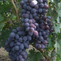 Саженцы Виноград Фуршетный
