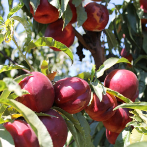Саженцы Нектарин Флавор Голд