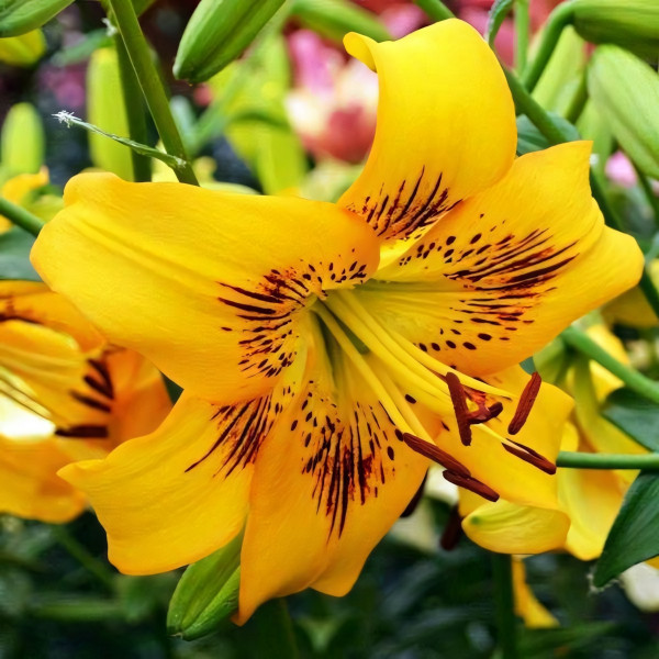 Луковицы  Лилия тигровая Yellow Bruse (Йеллоу Брюсе) (3шт.)