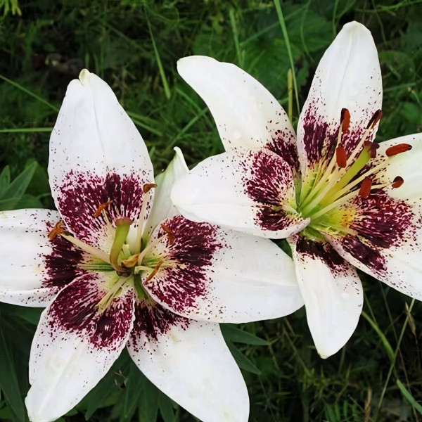 Луковицы  Лилия азиатская White Pixel (Вайт Пиксель) (3шт.)