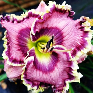 Саженцы Лилейник Oscars Choice (Оскарс Чойс)