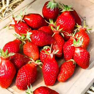 Клубника (крупноплодная) Гаригуэтта 5 шт. в упаковке