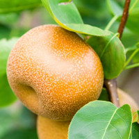 Саженцы Груша китайская Нэши