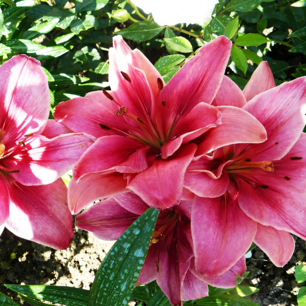 Луковицы  Лилия азиатская Ceres (Церес) (3шт.)