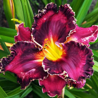 Саженцы Лилейник Bright In The Night (Брайт ин Найт)