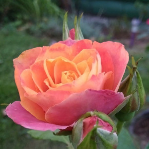 Саженцы Роза чайно-гибридная Сонора