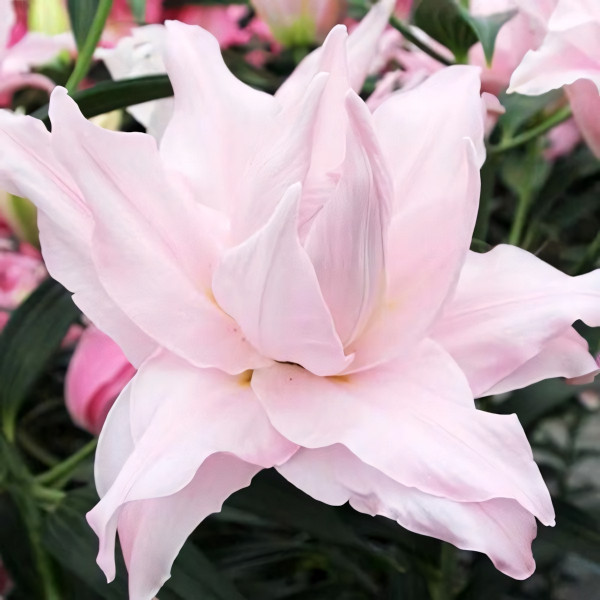 Луковицы  Лилия махровая восточная Amistad (Амистад) (3шт.)