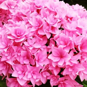 Гортензия крупнолистная You and Me Perfection (Ю энд Ми Перфекшн)