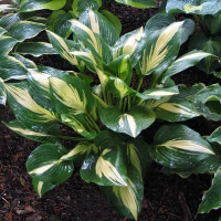 Саженцы Хоста American Sweetheart (Американ Свитхарт) М